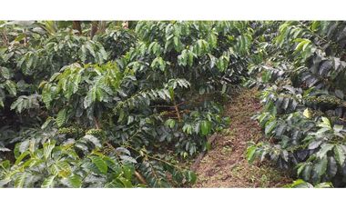 🌿🌳 Finca Cafetera Tecnificada en Vía Pereira – Marsella