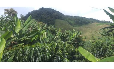🌿🌳 Finca Cafetera Tecnificada en Vía Pereira – Marsella
