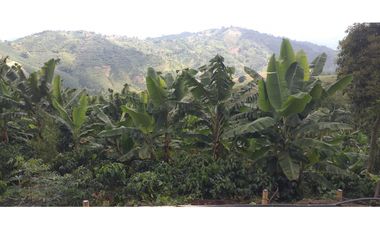 🌿🌳 Finca Cafetera Tecnificada en Vía Pereira – Marsella