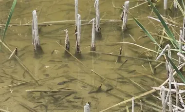 Quinta en venta en Los Morales, Salinas Victoria, Nuevo León