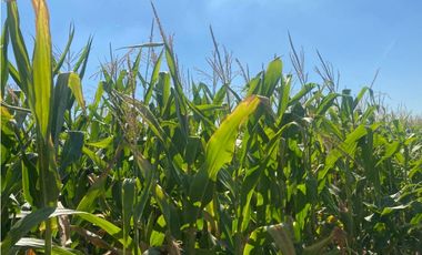 campo de 66,6 has en venta en General Las Heras
