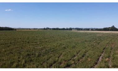 campo de 29 has agricolas en Venta en Villa Ruiz