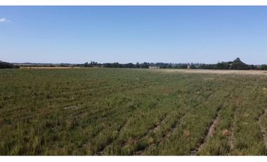 campo de 29 has agricolas en Venta en Villa Ruiz