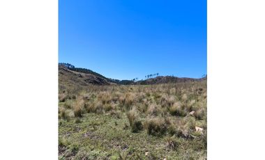 Campo Río de Los Sauces