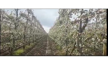 VENDO CHACRA PRODUCTIVA EN MAINQUÉ - RIO NEGRO - SOBRE RUTA 22