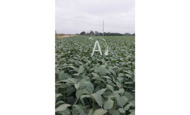 VENDO 225 HAS AGRICOLAS - SANTA MARGARITA
