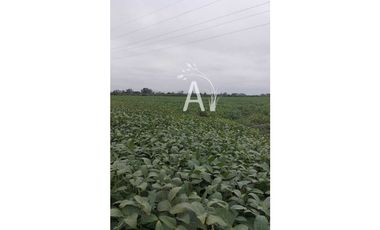 VENDO 225 HAS AGRICOLAS - SANTA MARGARITA