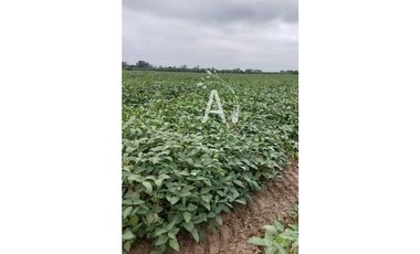 VENDO 225 HAS AGRICOLAS - SANTA MARGARITA