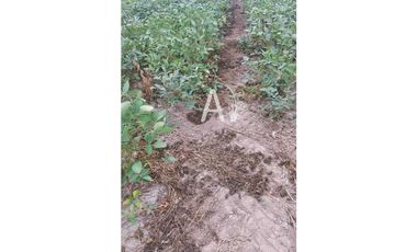 VENDO 225 HAS AGRICOLAS - SANTA MARGARITA
