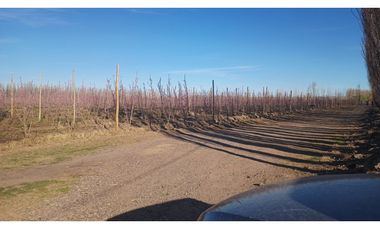 VENDO CHACRA PRODUCTIVA EN CERVANTES - RIO NEGRO