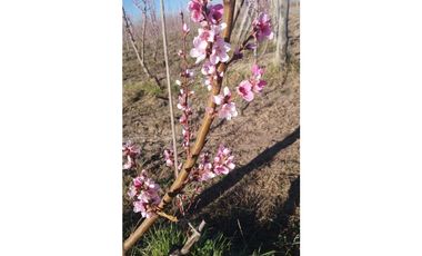 VENDO CHACRA PRODUCTIVA EN CERVANTES - RIO NEGRO