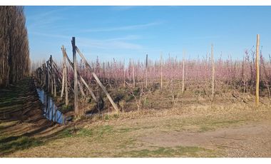 VENDO CHACRA PRODUCTIVA EN CERVANTES - RIO NEGRO