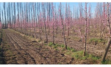 VENDO CHACRA PRODUCTIVA EN CERVANTES - RIO NEGRO