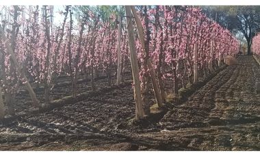 VENDO CHACRA PRODUCTIVA EN CERVANTES - RIO NEGRO