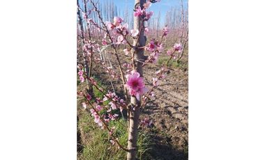 VENDO CHACRA PRODUCTIVA EN CERVANTES - RIO NEGRO