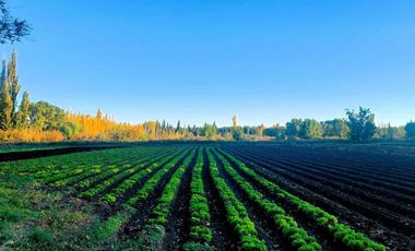 Venta Chacra Oportunidad Cinco Saltos