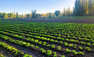 Venta Chacra Oportunidad Cinco Saltos