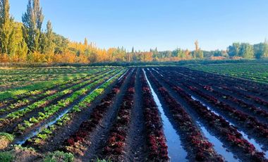 Venta Chacra Oportunidad Cinco Saltos