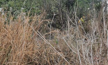 TERRENO EN VENTA CONKAL MERIDA YUCATAN