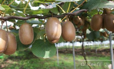 Chacra en venta de 32 has en San Pedro, con produccion de Kiwi