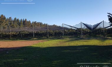 Chacra en venta de 32 has en San Pedro, con produccion de Kiwi