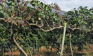 Chacra en venta de 32 has en San Pedro, con produccion de Kiwi