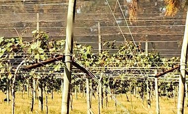 Chacra en venta de 32 has en San Pedro, con produccion de Kiwi