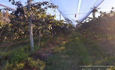 Chacra en venta de 32 has en San Pedro, con produccion de Kiwi