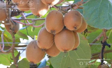 Chacra en venta de 32 has en San Pedro, con produccion de Kiwi
