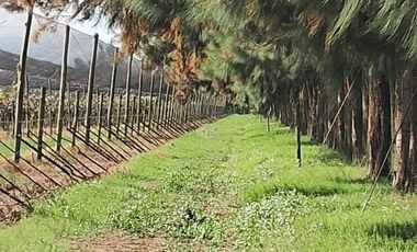 Chacra en venta de 32 has en San Pedro, con produccion de Kiwi