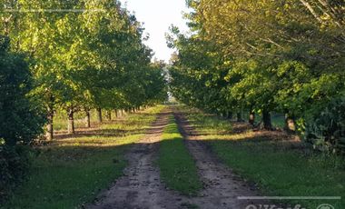 Chacra en venta de 32 has en San Pedro, con produccion de Kiwi