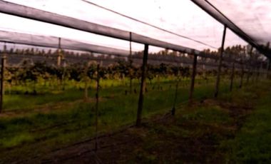 Chacra en venta de 32 has en San Pedro, con produccion de Kiwi