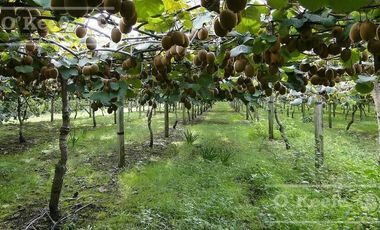 Chacra en venta de 32 has en San Pedro, con produccion de Kiwi