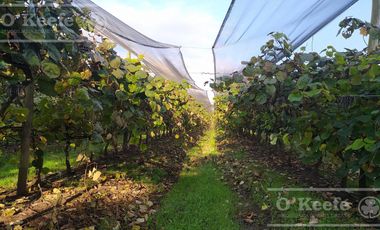 Chacra en venta de 32 has en San Pedro, con produccion de Kiwi