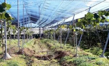 Chacra en venta de 32 has en San Pedro, con produccion de Kiwi