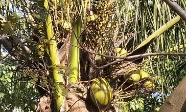 Tesoco Mpio. Valladolid Yucatán