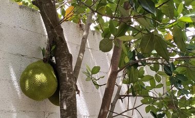 Tesoco Mpio. Valladolid Yucatán