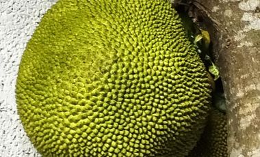 Tesoco Mpio. Valladolid Yucatán