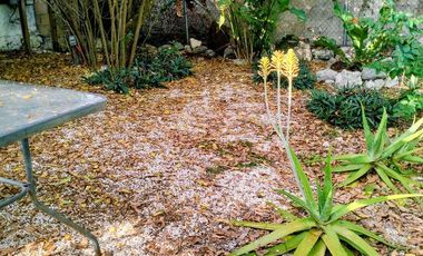 Tesoco Mpio. Valladolid Yucatán