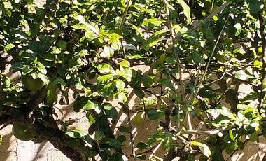 Tesoco Mpio. Valladolid Yucatán