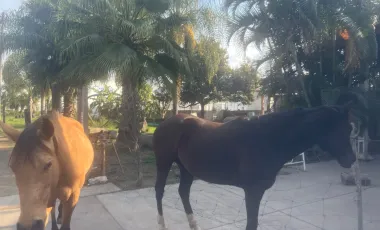 Terreno en venta en Santa Anita, Tlajomulco de Zúñiga, Jalisco