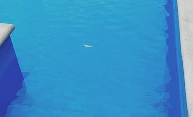 Quinta - 20 De Junio