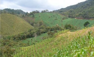 VENDO FINCA PARA PARCELACION O AGROINDUSTRIA EL RETIRO ANTIOQUIA