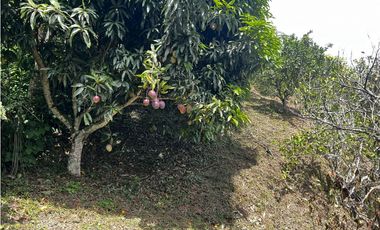 VENDO FINCA EN QUEBRADANEGRA