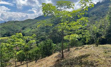 VENDO FINCA EN QUEBRADANEGRA