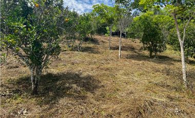 VENDO FINCA EN QUEBRADANEGRA