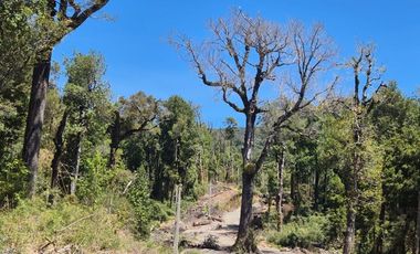 PARCELA PURO BOSQUE HUILLINCO CHILOE