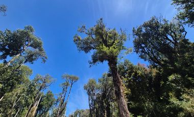 PARCELA PURO BOSQUE HUILLINCO CHILOE
