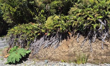 PARCELA PURO BOSQUE HUILLINCO CHILOE