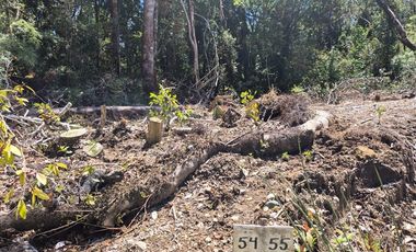 PARCELA PURO BOSQUE HUILLINCO CHILOE